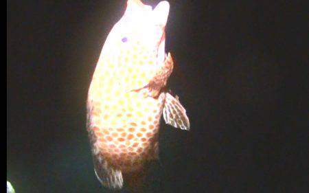 根魚狙いでオオモンハタ、カサゴ